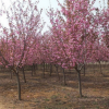 绿化苗木基地低价现货供应 优质日本樱花苗 樱花树小苗 直径2-3CM