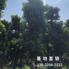 批发精品枫树苗30分行道绿化苗木园林景观工程树风景树厂家直销