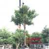 批发精品枫树苗15分行道树绿化园林景观工程树风景树厂家直销