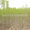 大量供应银杏树 绿化乔木银杏树苗2公分 银杏树苗易成活