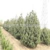 白皮松苗木基地直销优质2.5米白皮松树 绿化白皮松苗 保证成活率