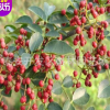 花椒树苗价格 花椒苗管理方法 花椒种苗
