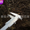 大红袍花椒苗 产量大 耐修剪 基地供应大红袍花椒苗 规格齐全