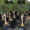 精品嫁接桂花苗基地批发 四季桂 观赏芳香丹桂树苗可盆栽易种植