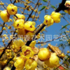 产地供应优质绿化树苗 梅花苗 精品腊梅 红绿梅花苗 当年开花