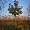 基地直销庭院植物广玉兰树苗 白玉兰 玉兰树 绿化苗木行道树