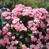批发蔷薇苗 多花蔷薇花苗 循环开花藤本蔷薇 垂直绿化大量供应