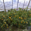 基地批发果树苗 橘树苗 砂糖橘子树苗 易种植当年结果量大优惠