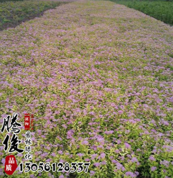 基地直销绣线菊花苗 市政园林植物 绿化苗木 量大从优