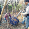 批发红叶李 紫叶李 紫夜碧桃 基地直销 当年结果 工程用苗