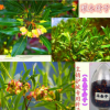 供应护坡花灌木种子 车桑子种子 防水土流失 公路护坡绿化种子