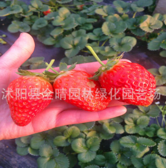 草莓苗批发 盆栽地栽草莓苗 甜宝奶油 红颜章姬草莓苗 包成活
