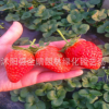 草莓苗批发 盆栽地栽草莓苗 甜宝奶油 红颜章姬草莓苗 包成活