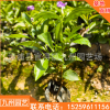 茉莉双色花盆栽花卉鸳鸯茉莉批发 庭院室内工程绿化观赏厂家直销