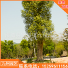 香樟木樟绿化大型苗木厂家直销批发供应 行道园林植物景观工程
