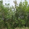 美国红栌 美国黄栌基地批发 各种规格绿化工程彩叶树