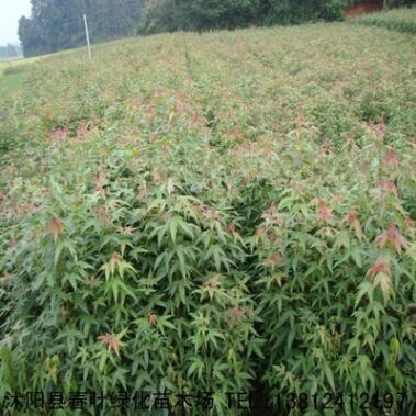 青枫 青枫小苗 基地批发各种规格绿化植物 规格齐全