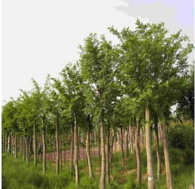 【苗圃直销】重阳木 重阳木大树 基地批发各种规格绿化苗木草坪