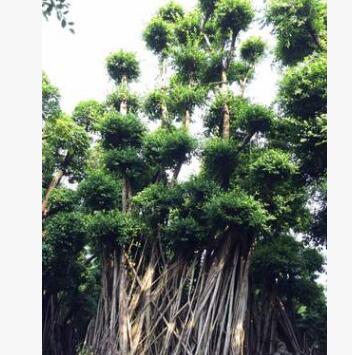 三君子花木直供榕树盆景 价美物廉欢迎咨询订购图2