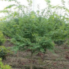 鸡爪槭绿化工程苗木 鸡爪槭各规格苗木低价处理
