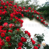 观花庭院阳台蔷薇月季 现供应15年及以上月季量大优惠