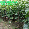 绿化工程用玉兰苗 红黄白玉兰 3cm玉兰绿化工程苗低价处理