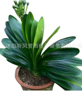 盆栽植物室内花卉君子兰苗君子兰精品 举报