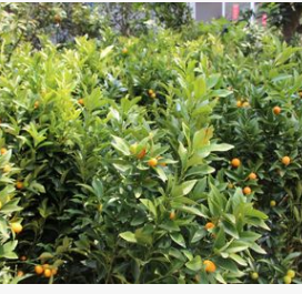 花木之乡黄岩蜜橘 无核蜜橘优质橘树果树苗木 园林绿化 工程景观