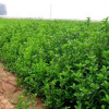 绿篱植物批发 大叶黄杨小苗 大叶黄杨苗冬青小苗 规格齐全
