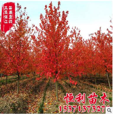批发美国红枫树 美国改良红枫 园林绿化树木 现货充足 规格齐全图2