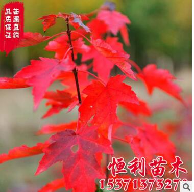 批发美国红枫树 美国改良红枫 园林绿化树木 现货充足 规格齐全图3