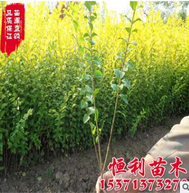 金叶女贞 供应优质女贞苗 女贞球 金叶女贞球绿化工程苗图3