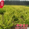 金叶女贞 供应优质女贞苗 女贞球 金叶女贞球绿化工程苗