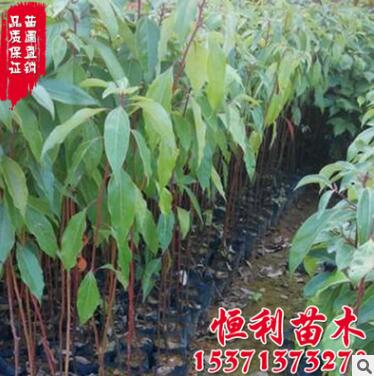 基地直销 香樟树苗 工程苗香樟小苗销售 大小苗规格齐全图3