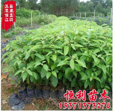 基地直销 香樟树苗 工程苗香樟小苗销售 大小苗规格齐全图2