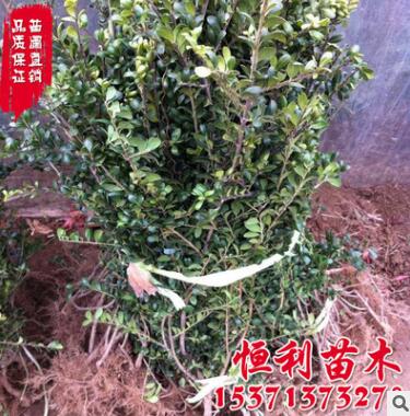 基地直销工程绿化苗木 龟甲冬青苗 四季常青 冬青小苗图2
