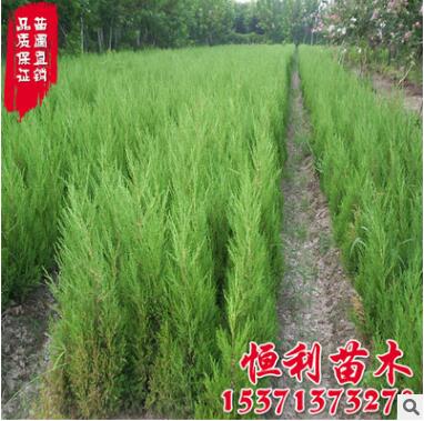 基地供应工程绿化苗木 北京桧柏树苗 规格齐全 桧柏小苗图3