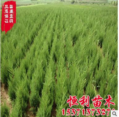 基地供应工程绿化苗木 北京桧柏树苗 规格齐全 桧柏小苗图2