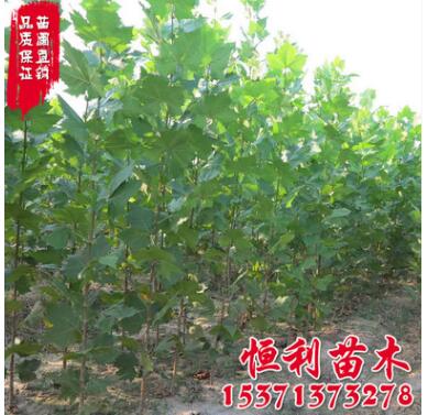 基地直销 法桐树苗 工程园林绿化树苗 品种齐全 行道法桐苗