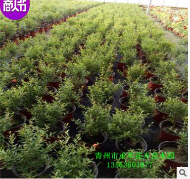 石榴苗 山东青州大量供应优质石榴苗 园林 绿化工程图2