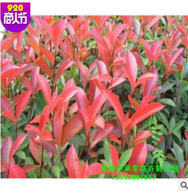 红叶石楠苗 山东青州花卉大量供应石楠 公园绿篱图3