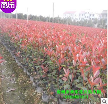 红叶石楠苗 山东青州花卉大量供应石楠 公园绿篱图2