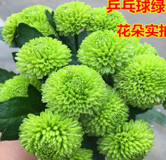 新品种乒乓菊花苗 绿菊绿色乒乓球菊花盆栽 绿色菊花小苗厂家直销