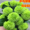 新品种乒乓菊花苗 绿菊绿色乒乓球菊花盆栽 绿色菊花小苗厂家直销