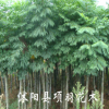 绿化苗木 行道花卉植物 栾树树苗 大小规格齐全