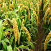 批发小米 小谷子种子 发芽率高 优质高产农作物 货源足 量大从优