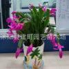 批发盆栽室内盆栽 植物 蟹爪兰花苗 蟹爪兰盆景 蟹爪兰苗盆栽批发