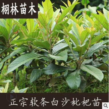 枇杷苗嫁接枇杷树苗 盆栽地栽南方北方种植果树苗