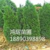 苗圃直销 1.5~2米 绿化苗木龙柏树 四季常青