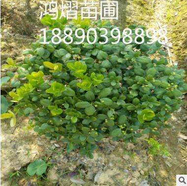 直销绿化无刺枸骨球 30~50球类 庭院、盆栽、园林工程 观赏植物